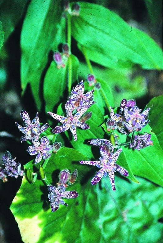 Image of Tricyrtis 'Sinonome'|Juniper Level Botanic Gdn, NC|JLBG