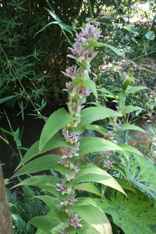 Image of Tricyrtis 'Skyrocket'|Juniper Level Botanic Gdn, NC|JLBG