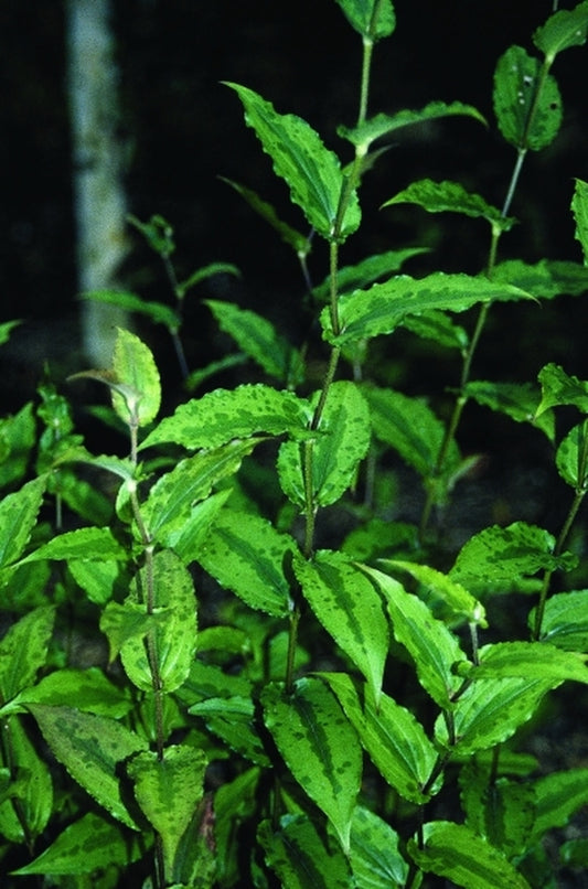 Image of Tricyrtis affinis 'Key Lime Pie'|D. Probst Gdn, MA|