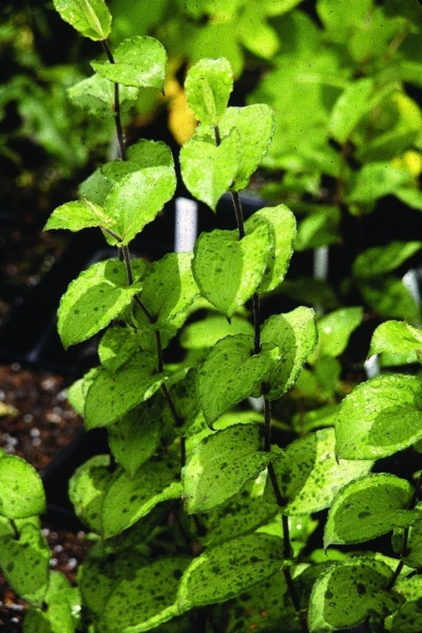 Image of Tricyrtis affinis 'Lunar Landing'|Juniper Level Botanic Gdn, NC|JLBG