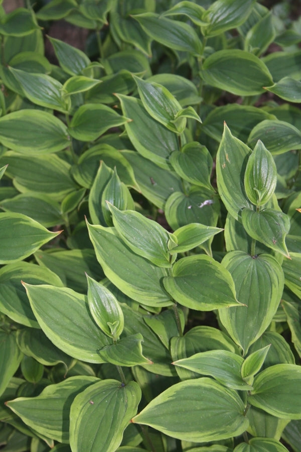 Image of Tricyrtis formosana 'Autumn Glow'|Juniper Level Botanic Gdn, NC|JLBG