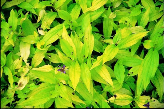 Image of Tricyrtis formosana 'Gates of Heaven'|Juniper Level Botanic Gdn, NC|JLBG