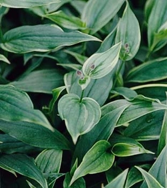 Image of Tricyrtis formosana 'Gilt Edge'|Juniper Level Botanic Gdn, NC|JLBG
