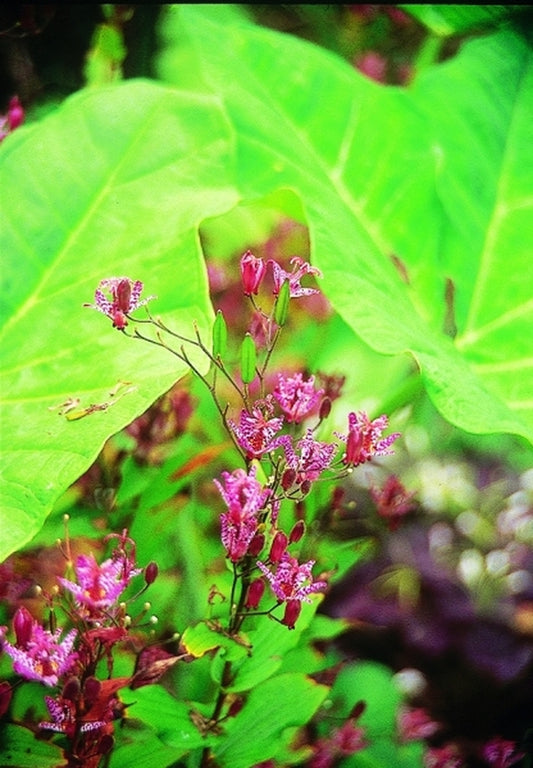 Image of Tricyrtis formosana x hirta|Juniper Level Botanic Gdn, NC|JLBG