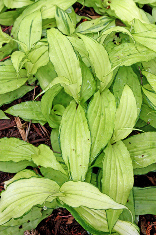 Image of Tricyrtis hirta 'Minazuki'|Juniper Level Botanic Gdn, NC|JLBG