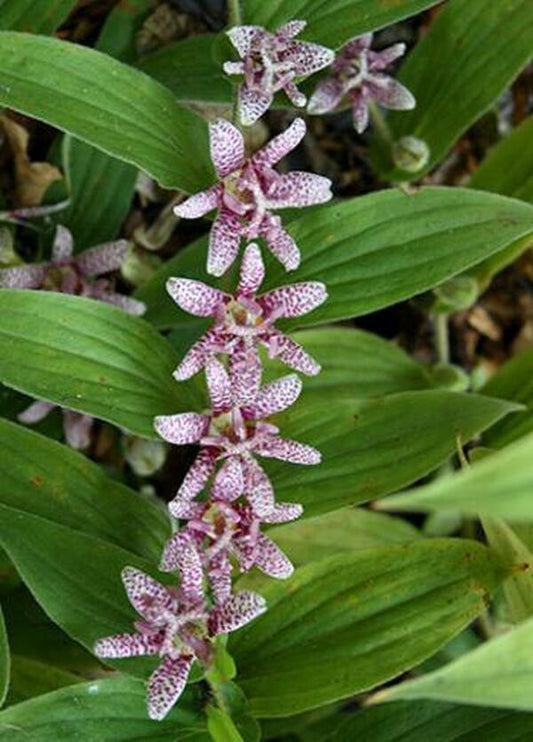 Image of Tricyrtis hirta 'Miyazaki'|Juniper Level Botanic Gdn, NC|JLBG