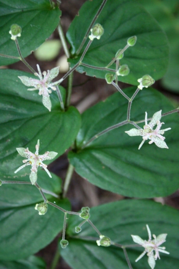 white toad lily Tricyrtis maculata