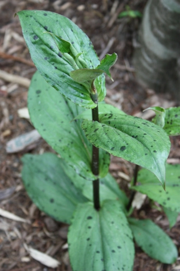 Image of Tricyrtis maculata|Juniper Level Botanic Gdn, NC|JLBG