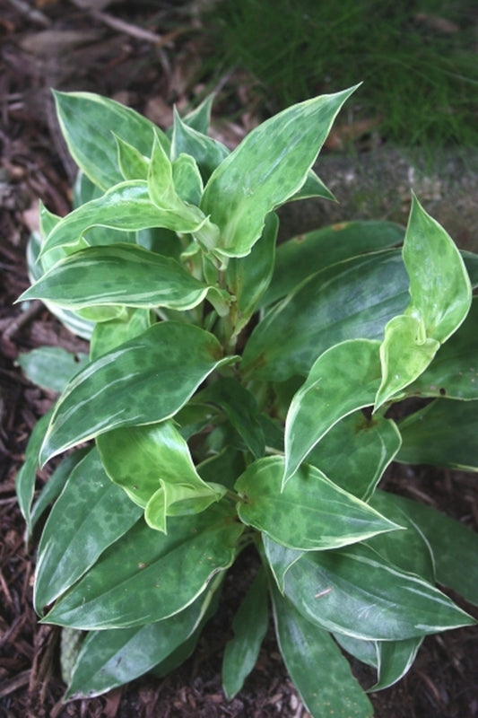 Image of Tricyrtis ohsumiensis 'Lunar Eclipse'|Juniper Level Botanic Gdn, NC|JLBG