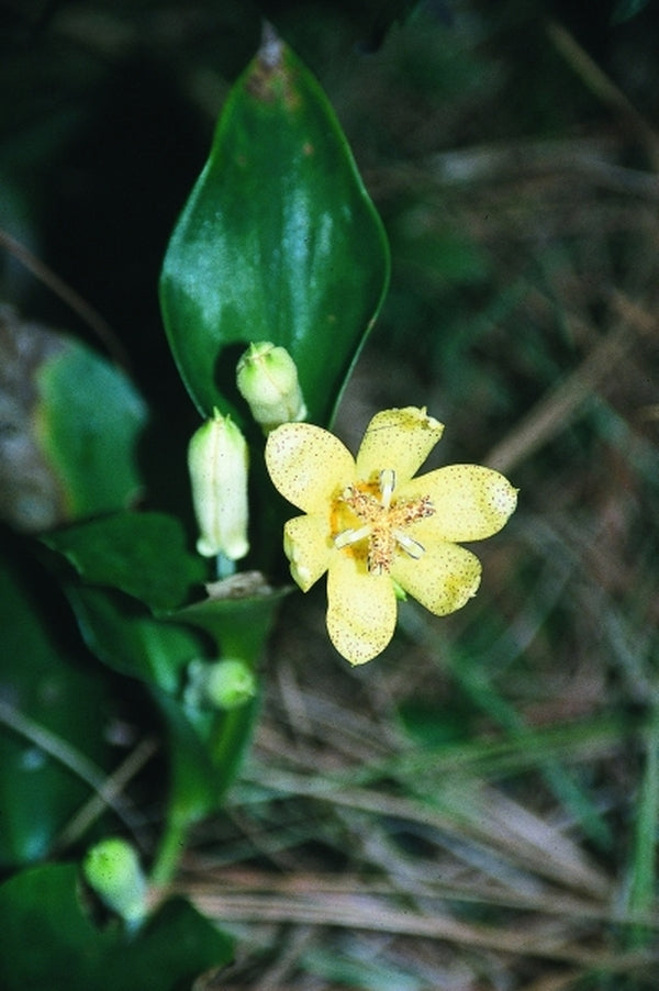 Image of Tricyrtis ohsumiensis|Juniper Level Botanic Gdn, NC|JLBG