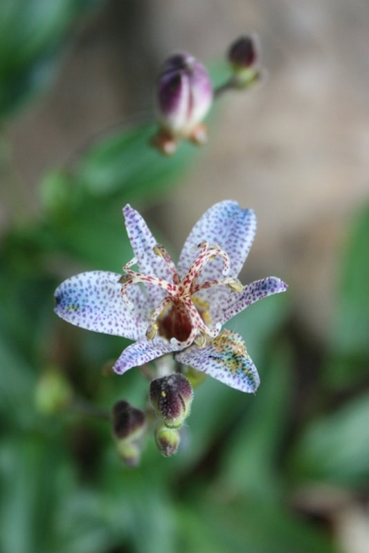 Image of Tricyrtis ravenii coll. #A1TW-252|Juniper Level Botanic Gdn, NC|JLBG