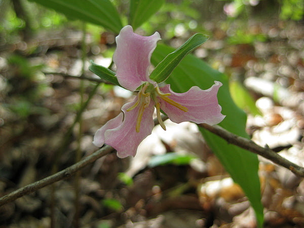 Image of Trillium catesbyi 'Monroeco'taken at In Situ, TN by C. Voris