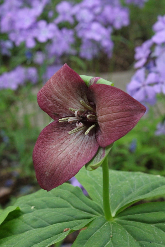 Image of Trillium x flexatum dark pink formtaken at Juniper Level Botanic Gdn, NC by JLBG