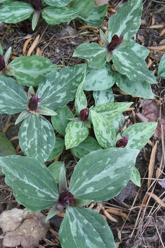 Image of Trillium foetidissimum 'Adams Family'taken at Juniper Level Botanic Gdn, NC by JLBG