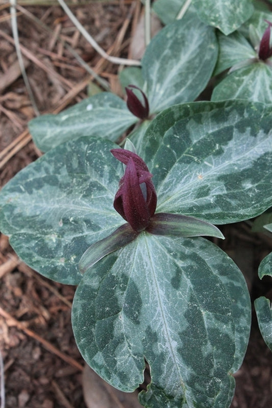 Image of Trillium foetidissimum 'Adams'||