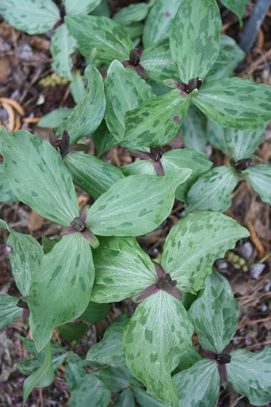 Image of Trillium gracile 'Hunter'||