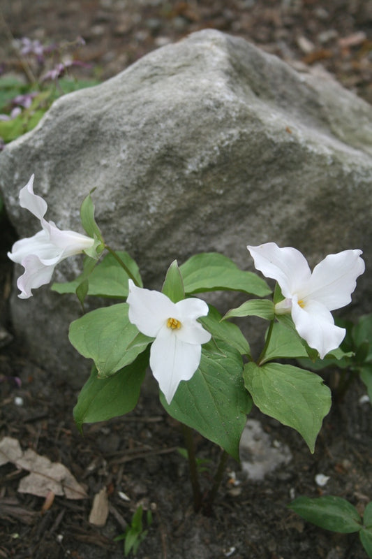 Image of Trillium grandiflorum 'Graham'taken at Juniper Level Botanic Gdn, NC by JLBG