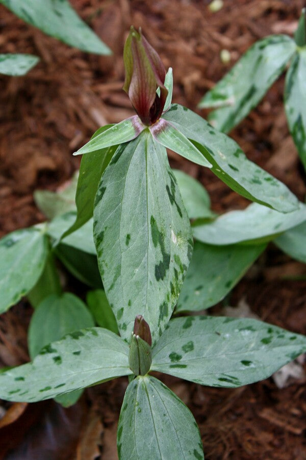 Image of Trillium lancifolium 'Ballerina'||