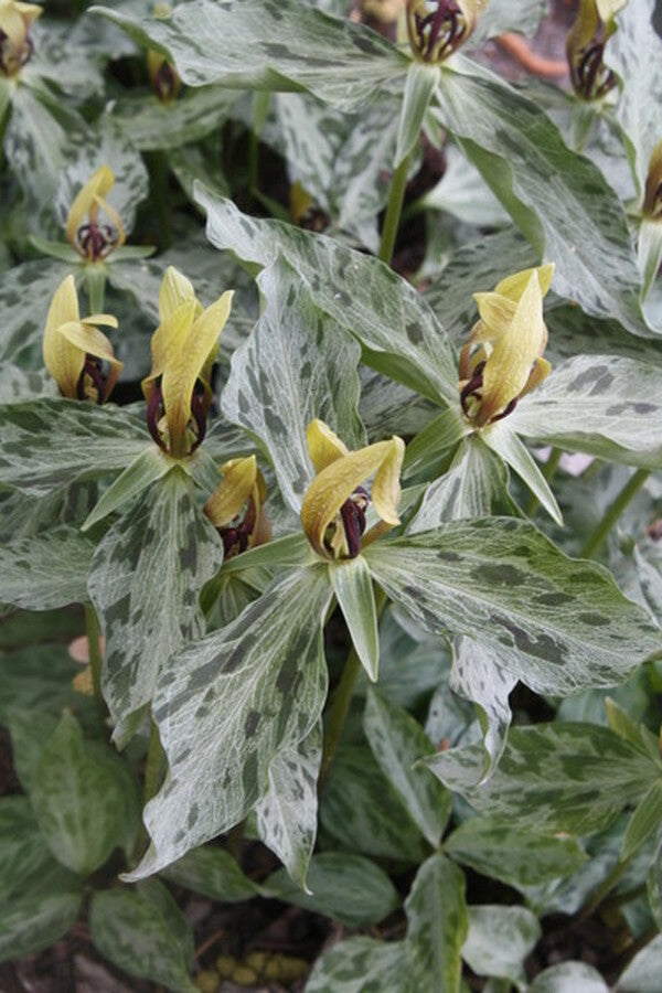 Image of Trillium lancifolium 'Lancelot'|Juniper Level Botanic Gdn, NC|JLBG