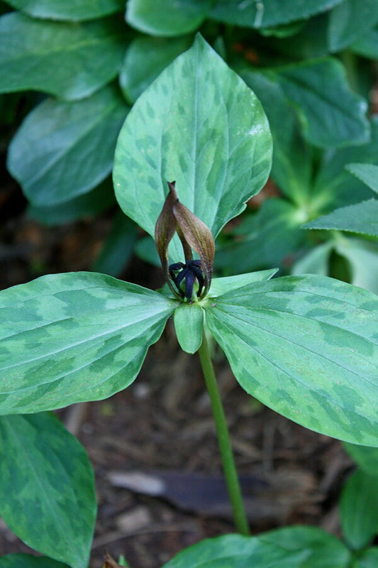 Image of Trillium lancifolium 'White Plains'||