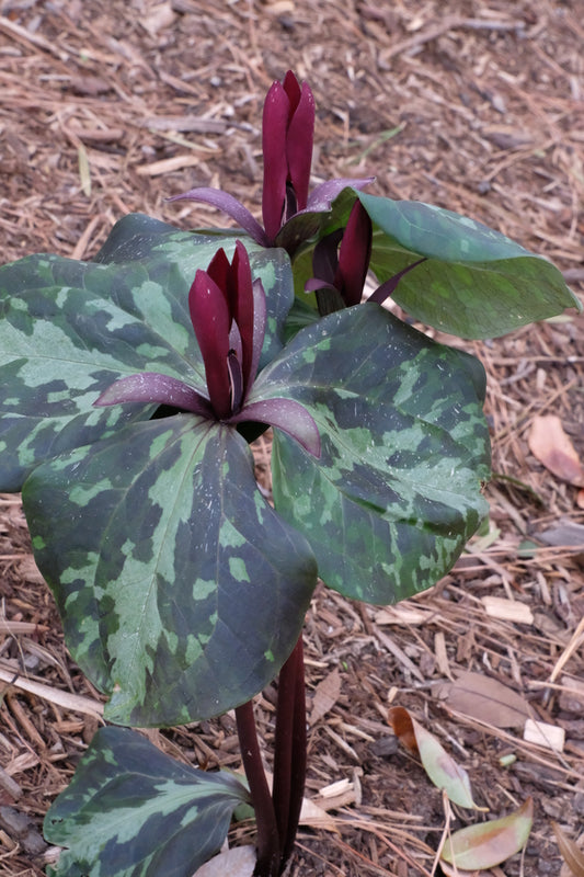 Image of Trillium maculatum 'Blakely'taken at Juniper Level Botanic Gdn, NC by JLBG