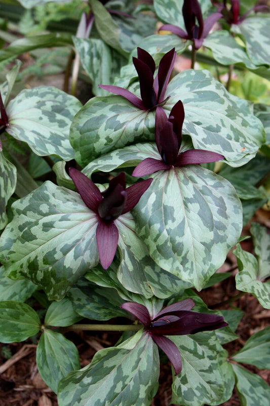 Image of Trillium maculatum 'Edgefield'taken at Juniper Level Botanic Gdn, NC by JLBG