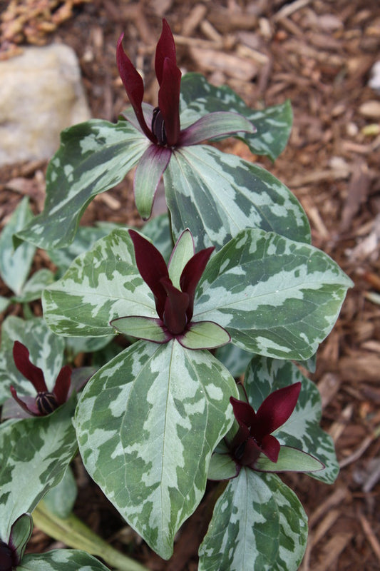 Image of Trillium maculatum 'Little Lee'taken at Juniper Level Botanic Gdn, NC by JLBG