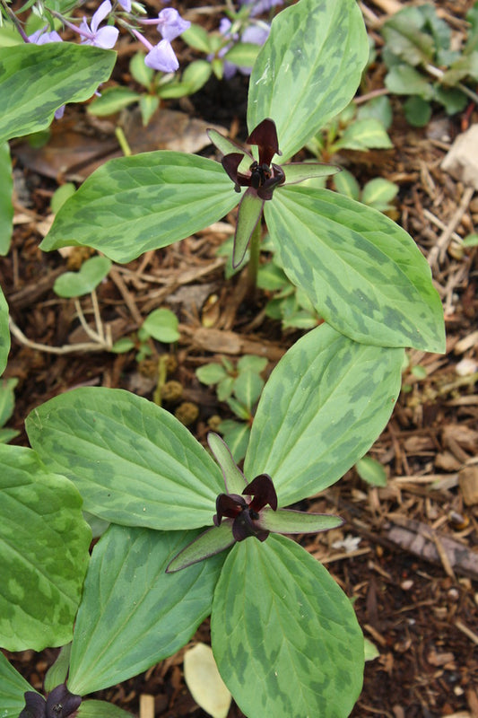 Image of Trillium oostingii 'Camden Purple'taken at Juniper Level Botanic Gdn, NC by JLBG