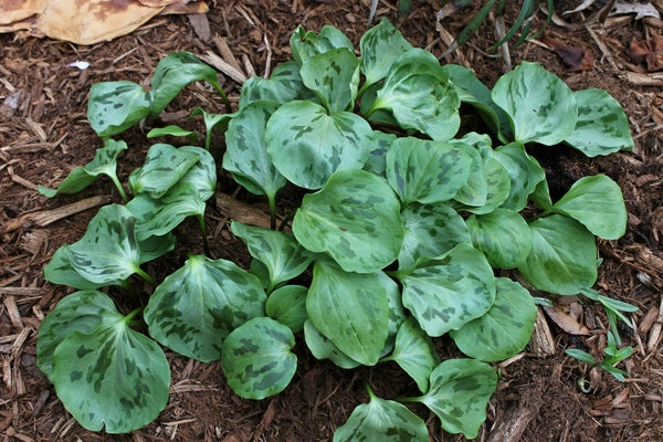 Image of Trillium oostingii 'Solitary Man'||