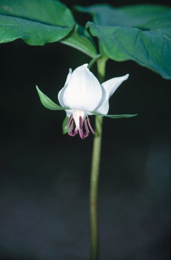 Image of Trillium rugeliitaken at Juniper Level Botanic Gdn, NC by JLBG
