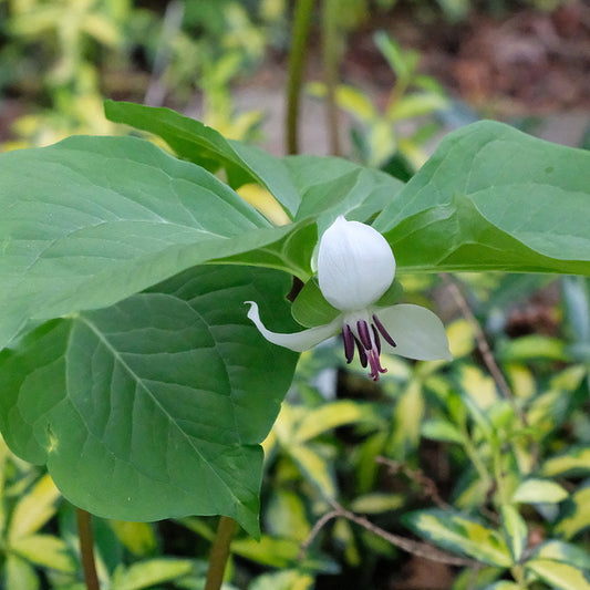 Image of Trillium rugeliitaken at Juniper Level Botanic Gdn, NC by JLBG