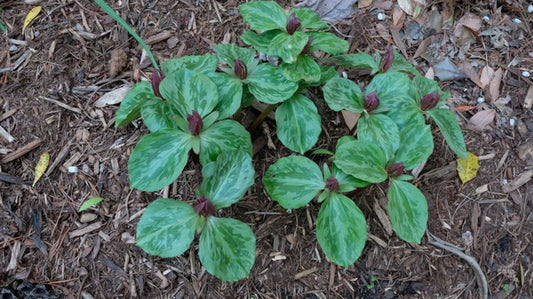 Image of Trillium sessile 'Halifax'taken at Juniper Level Botanic Gdn, NC by JLBG