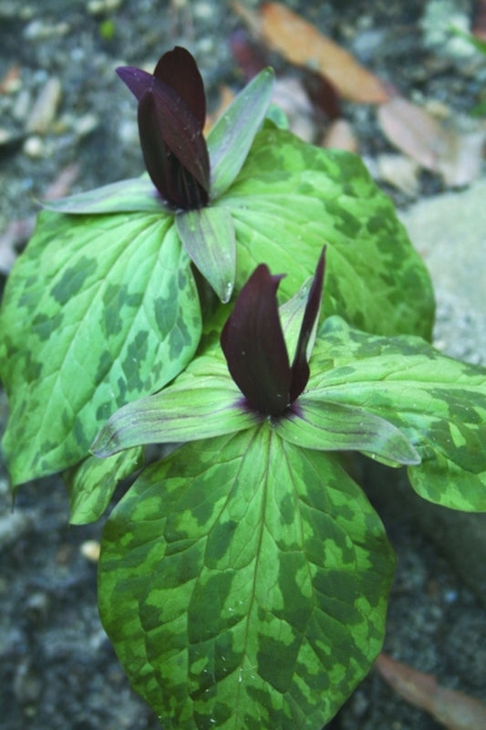 Image of Trillium sp. nov. freemanii Ruby Falls coll. #A1NC-056|Juniper Level Botanic Gdn, NC|JLBG