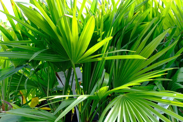 brazilian palm plant Trithrinax brasiliensis