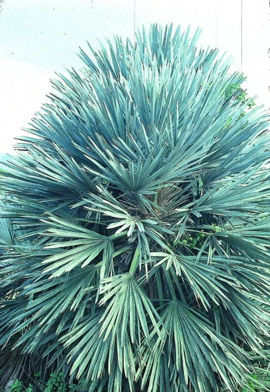 Image of Trithrinax campestris|In Situ Catamarca Province,Tucuman to La Rioja, Argentina|