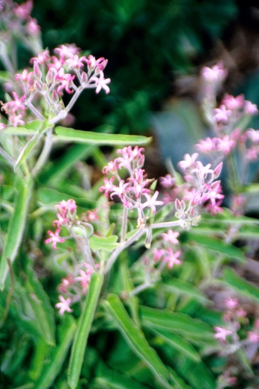 Image of Tweedia solanoides|Juniper Level Botanic Gdn, NC|JLBG