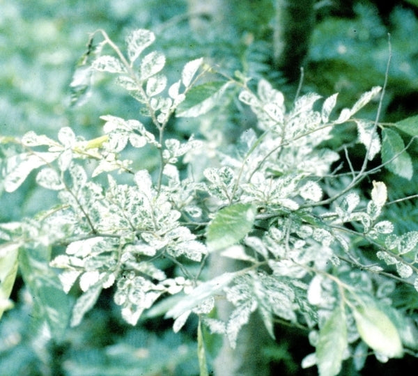 Image of Ulmus parvifolia 'Variegata'|Glasshouse Works, OH|