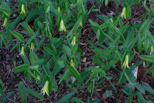 Image of Uvularia perfoliata 'Super Spreader'taken at Juniper Level Botanic Gdn, NC by JLBG