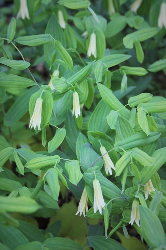 Image of Uvularia perfoliata|Juniper Level Botanic Gdn, NC|JLBG