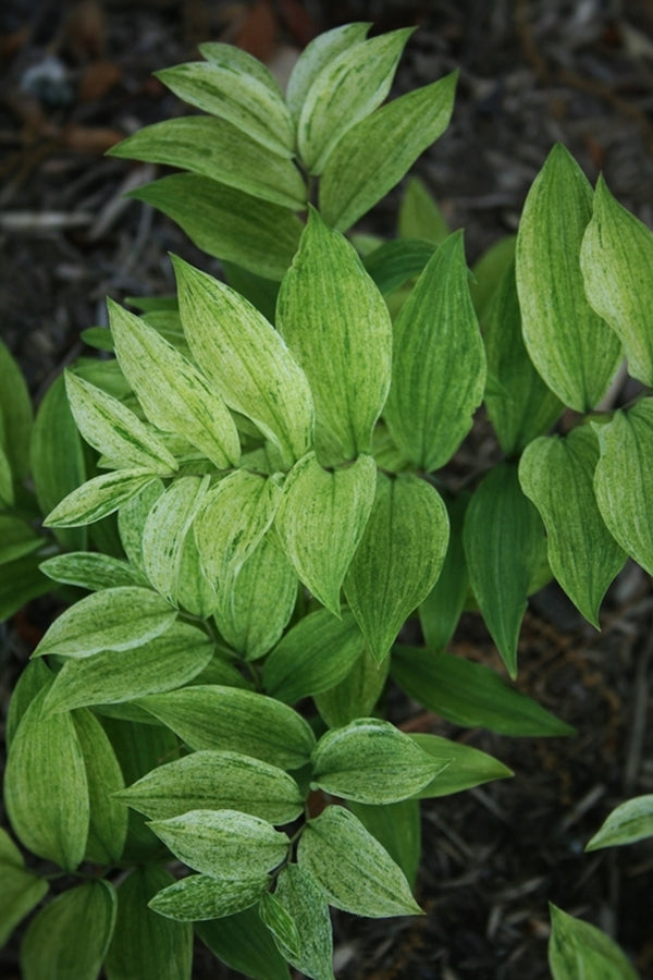 Image of Uvularia sessilifolia 'Blizzard'|Juniper Level Botanic Gdn, NC|JLBG