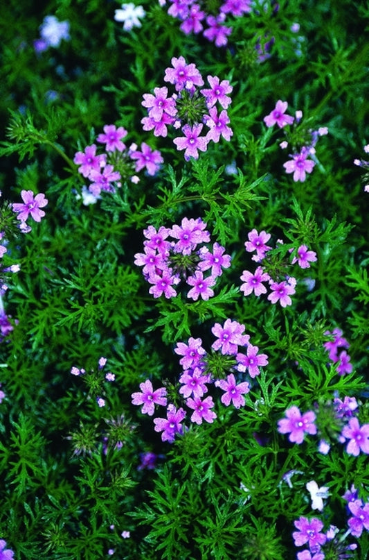 Image of Verbena 'Dorothy Burton'|Juniper Level Botanic Gdn, NC|JLBG