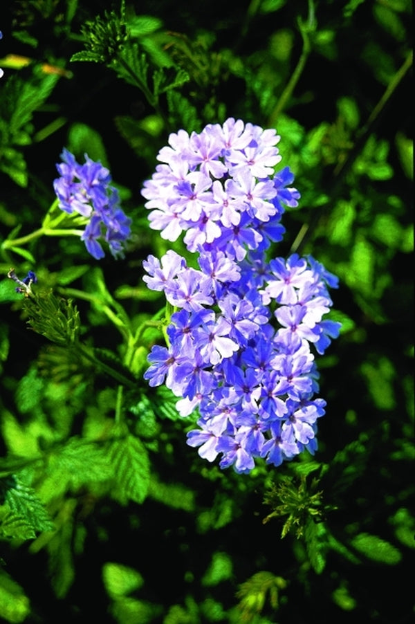pinwheel flower seeds Verbena Pinwheel Princess