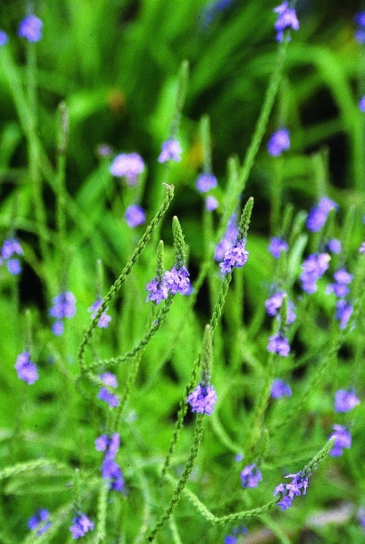 Image of Verbena stricta|Juniper Level Botanic Gdn, NC|JLBG