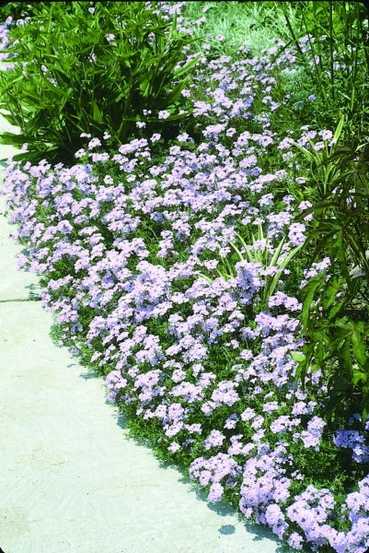 Image of Verbena tenuisecta 'Edith'|J.C. Raulston Arboretum, NC|