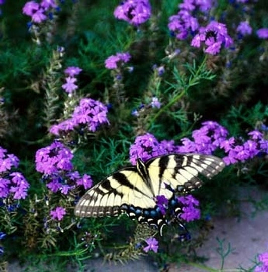 Image of Verbena tenuisecta 'Michelle'|Juniper Level Botanic Gdn, NC|JLBG