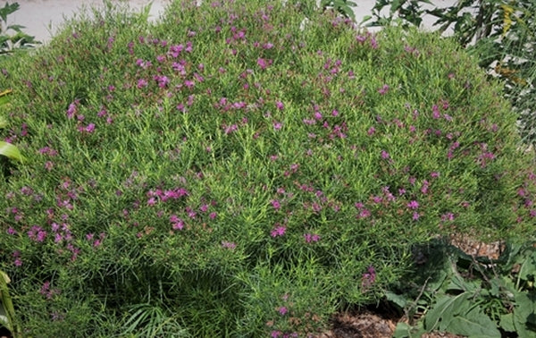 Image of Vernonia lettermanii