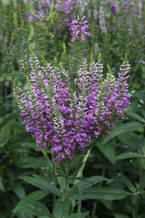Image of Veronica 'Amethyst Plume' PP 24,411|Juniper Level Botanic Gdn, NC|JLBG