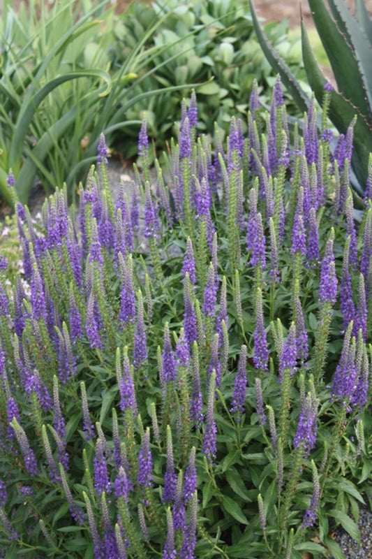 Image of Veronica 'Hocus Pocus' PP 23,853|Juniper Level Botanic Gdn, NC|JLBG