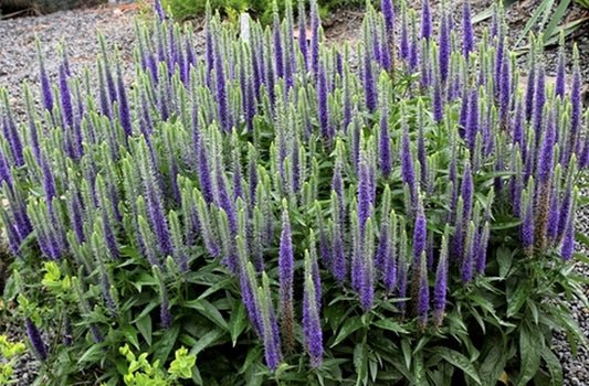 Image of Veronica spicata 'Glory' PP 18,932|Juniper Level Botanic Gdn, NC|JLBG