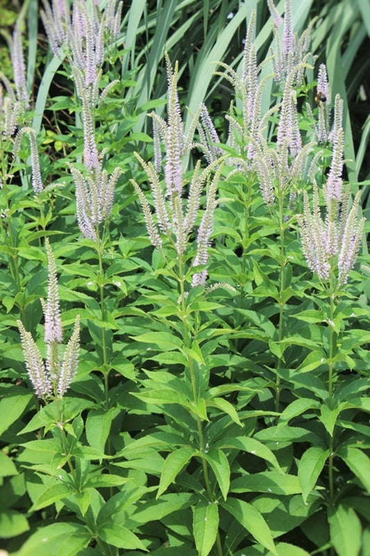Image of Veronicastrum sibiricum|Juniper Level Botanic Gdn, NC|JLBG